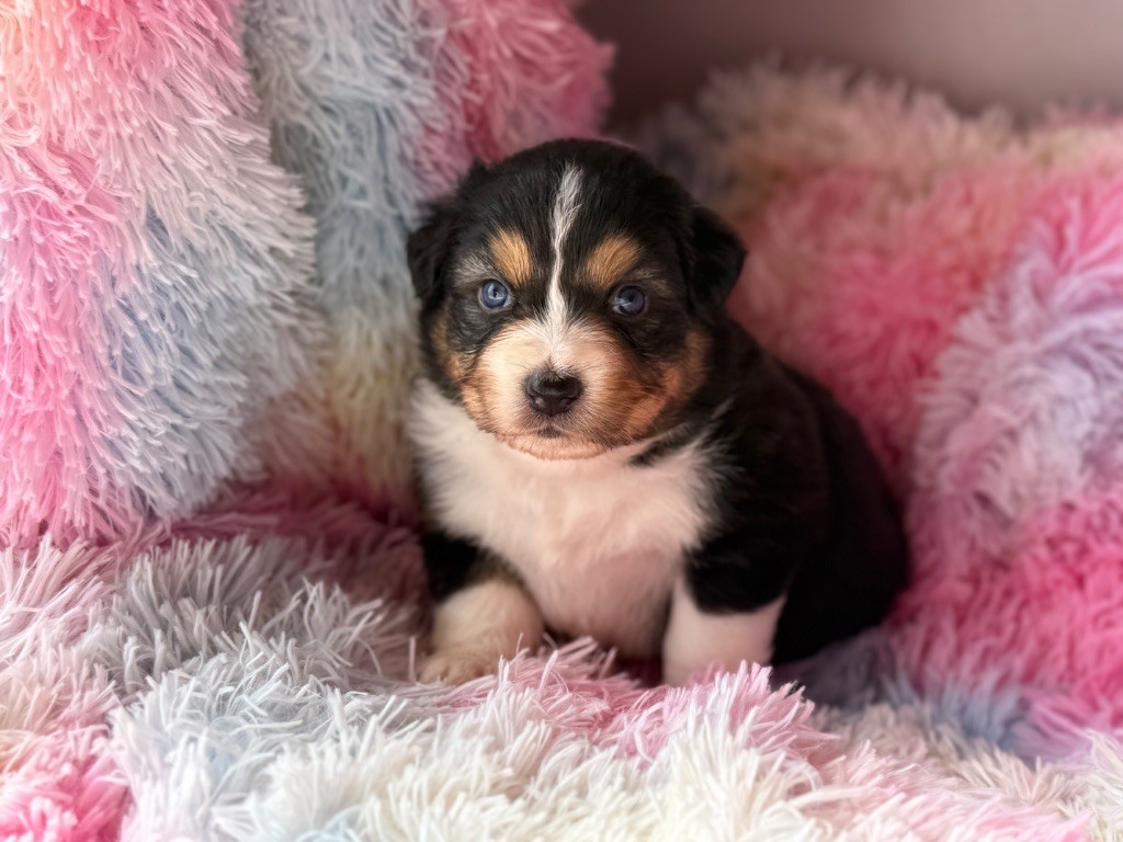 du Château de l'Amour - Chiots disponibles - Berger Australien
