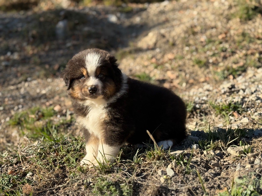 du Château de l'Amour - Chiots disponibles - Berger Australien