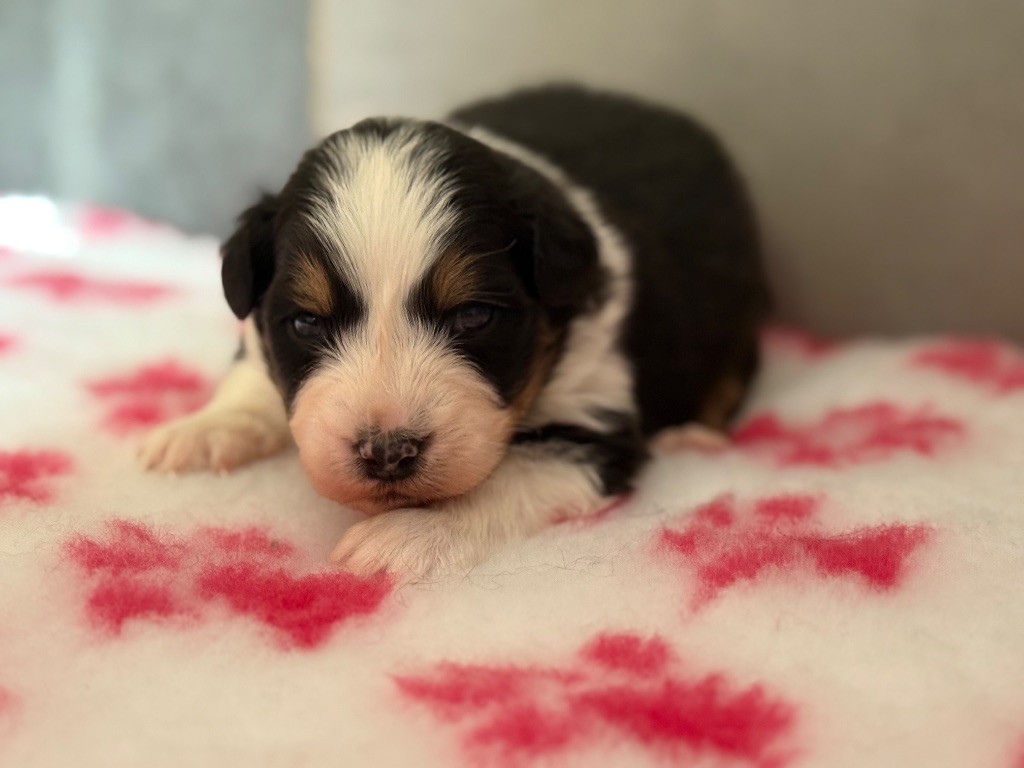 du Château de l'Amour - Chiots disponibles - Berger Australien
