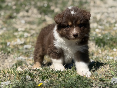 Chiot N°7