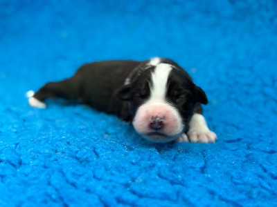 CHIOT 5