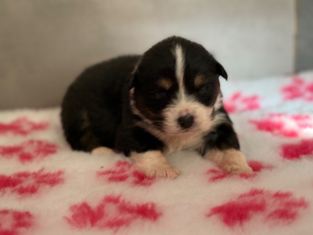 du Château de l'Amour - Chiots disponibles - Berger Australien