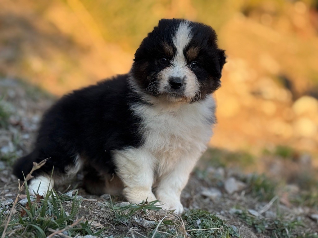 du Château de l'Amour - Chiots disponibles - Berger Australien