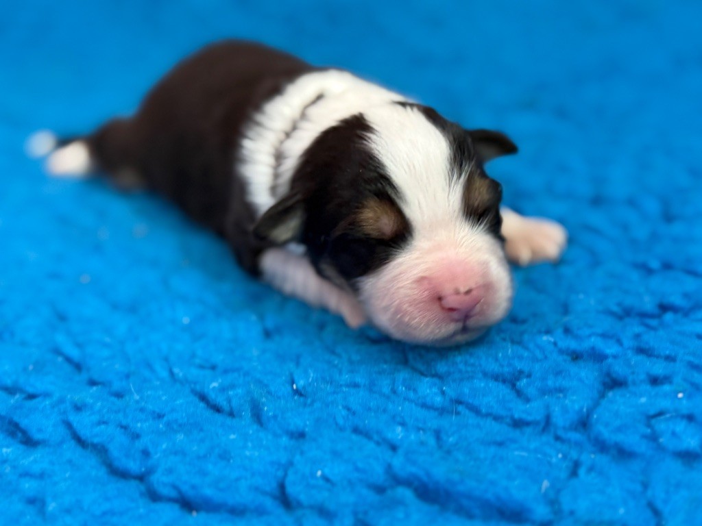 du Château de l'Amour - Chiots disponibles - Berger Australien