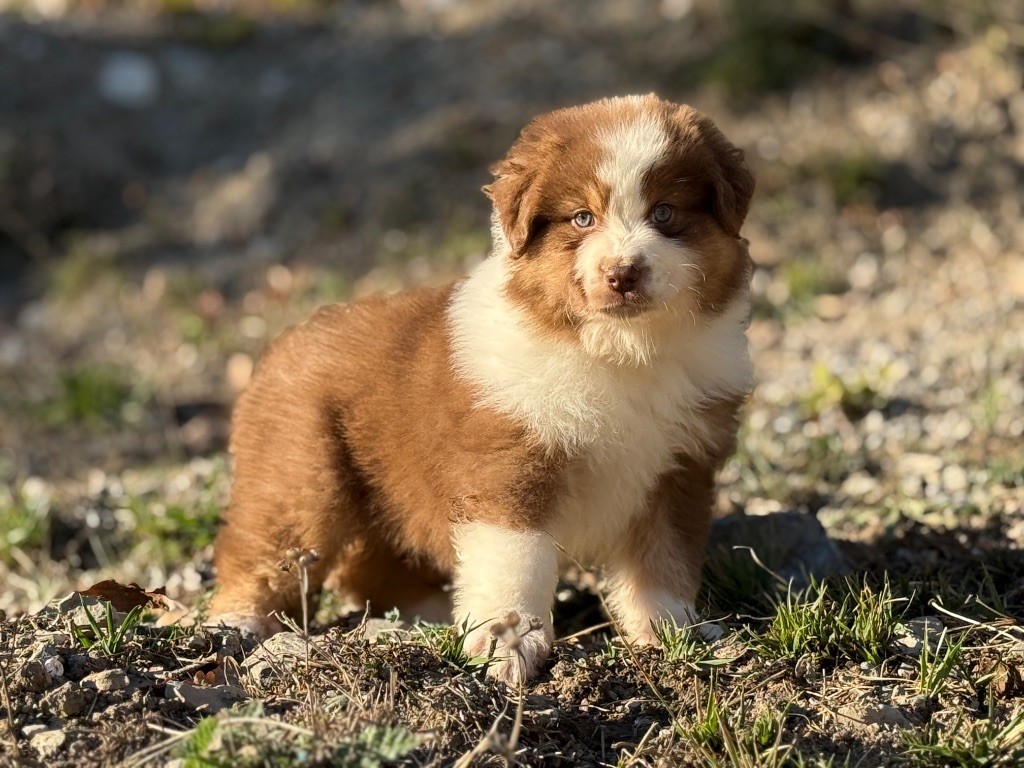du Château de l'Amour - Chiots disponibles - Berger Australien