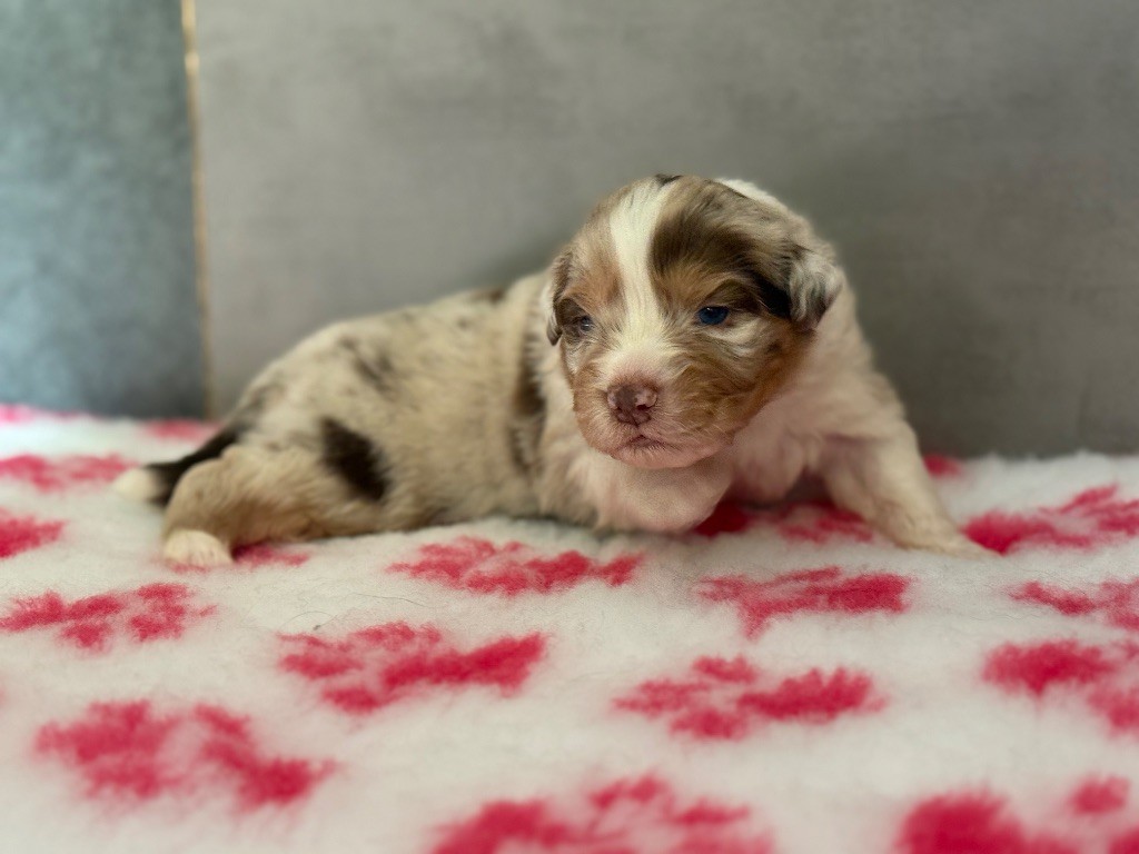 du Château de l'Amour - Chiots disponibles - Berger Australien