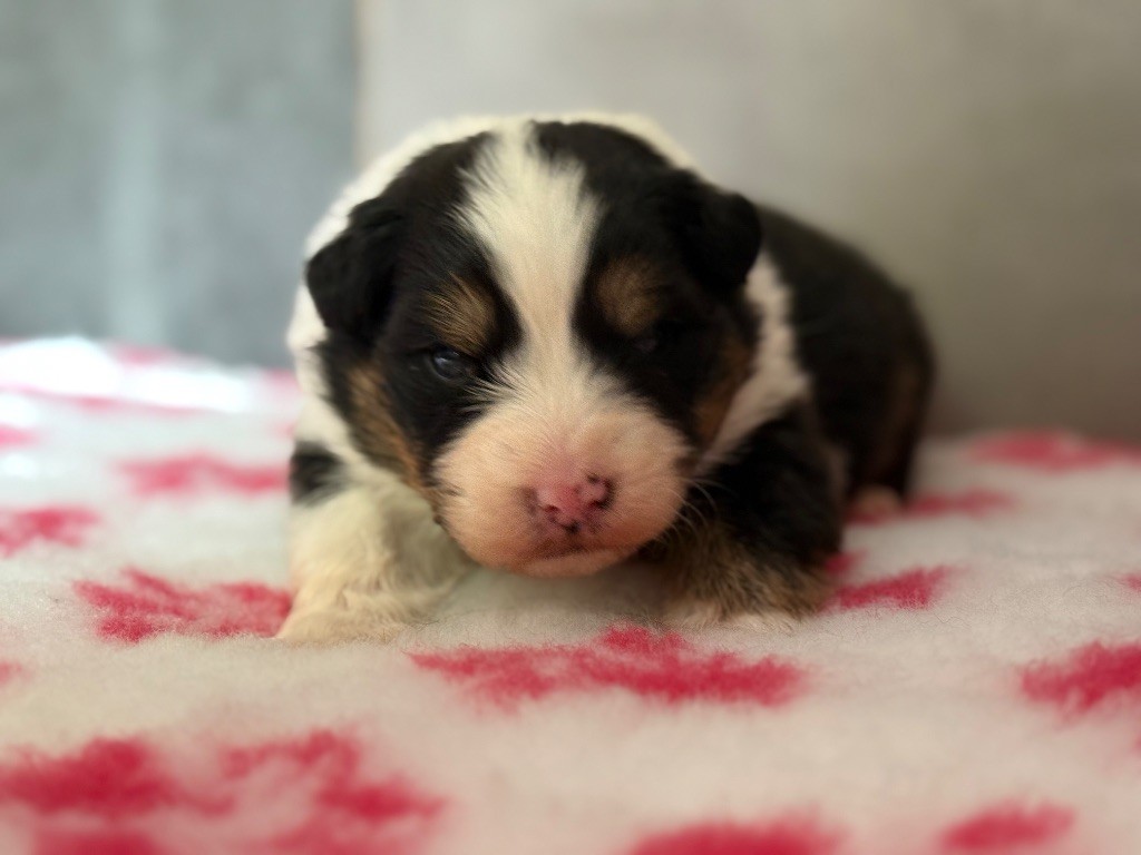 du Château de l'Amour - Chiots disponibles - Berger Australien