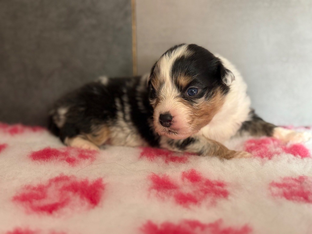 du Château de l'Amour - Chiots disponibles - Berger Australien