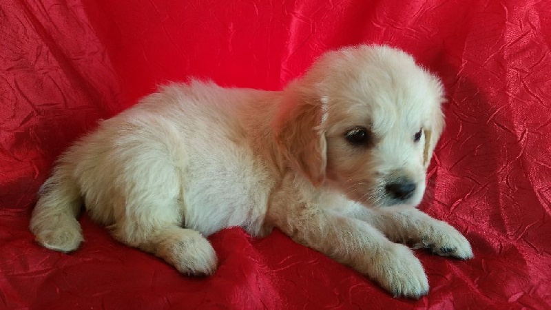 CHIOT collier rose