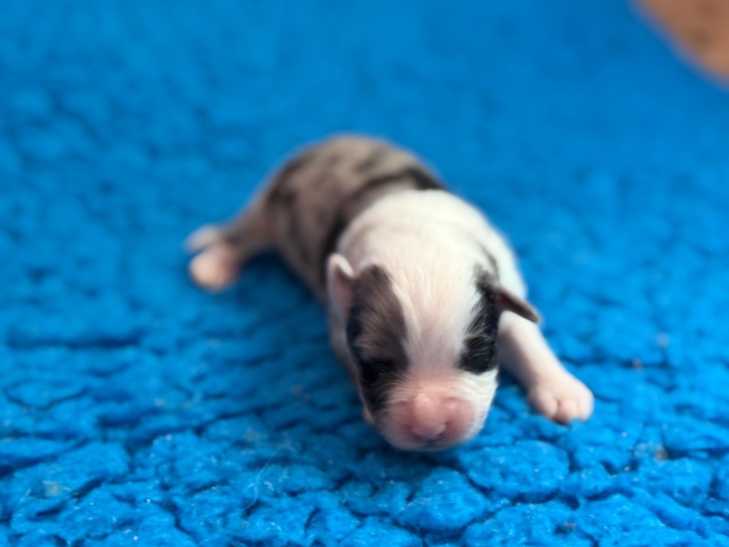 du Château de l'Amour - Chiots disponibles - Berger Australien
