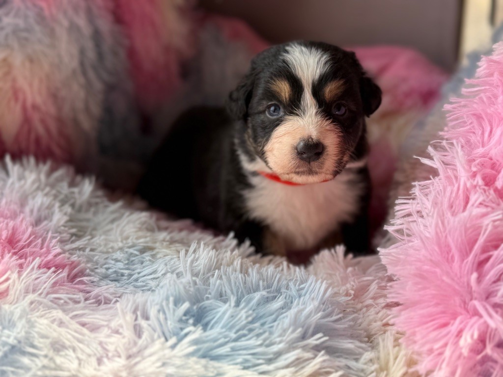 du Château de l'Amour - Chiots disponibles - Berger Australien