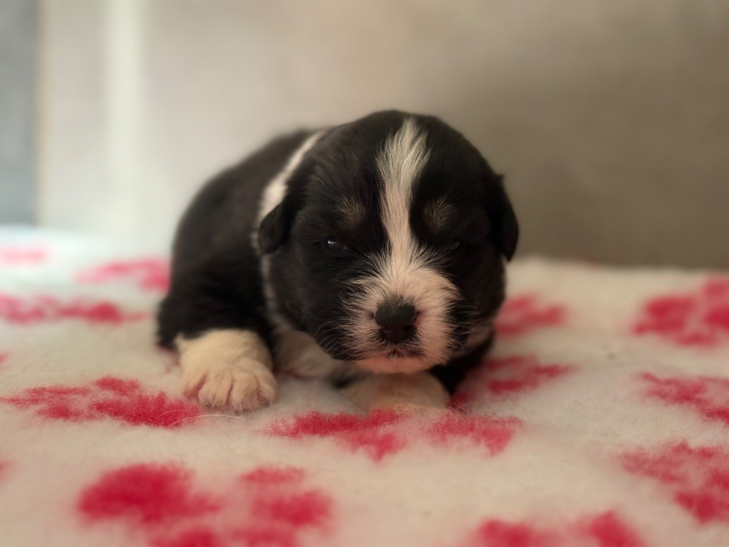 du Château de l'Amour - Chiots disponibles - Berger Australien