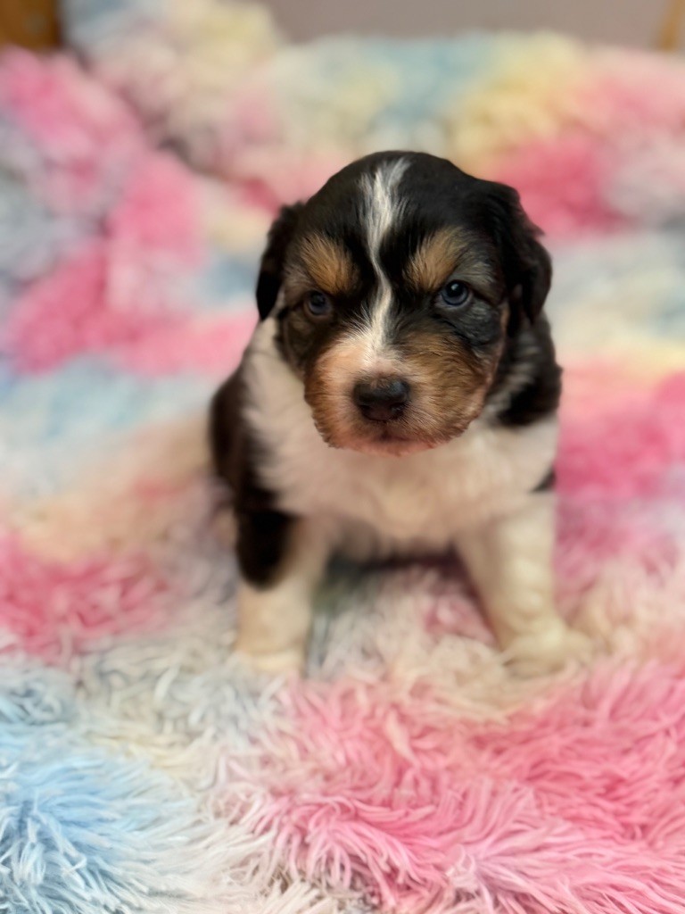 du Château de l'Amour - Chiots disponibles - Berger Australien