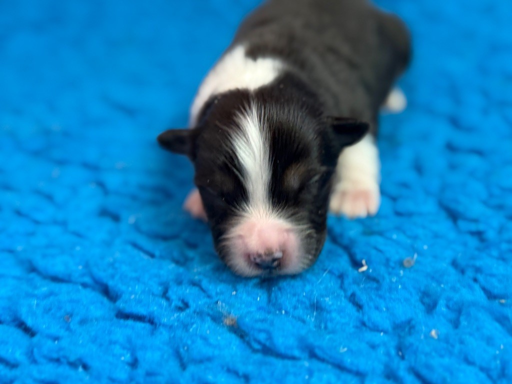 du Château de l'Amour - Chiots disponibles - Berger Australien