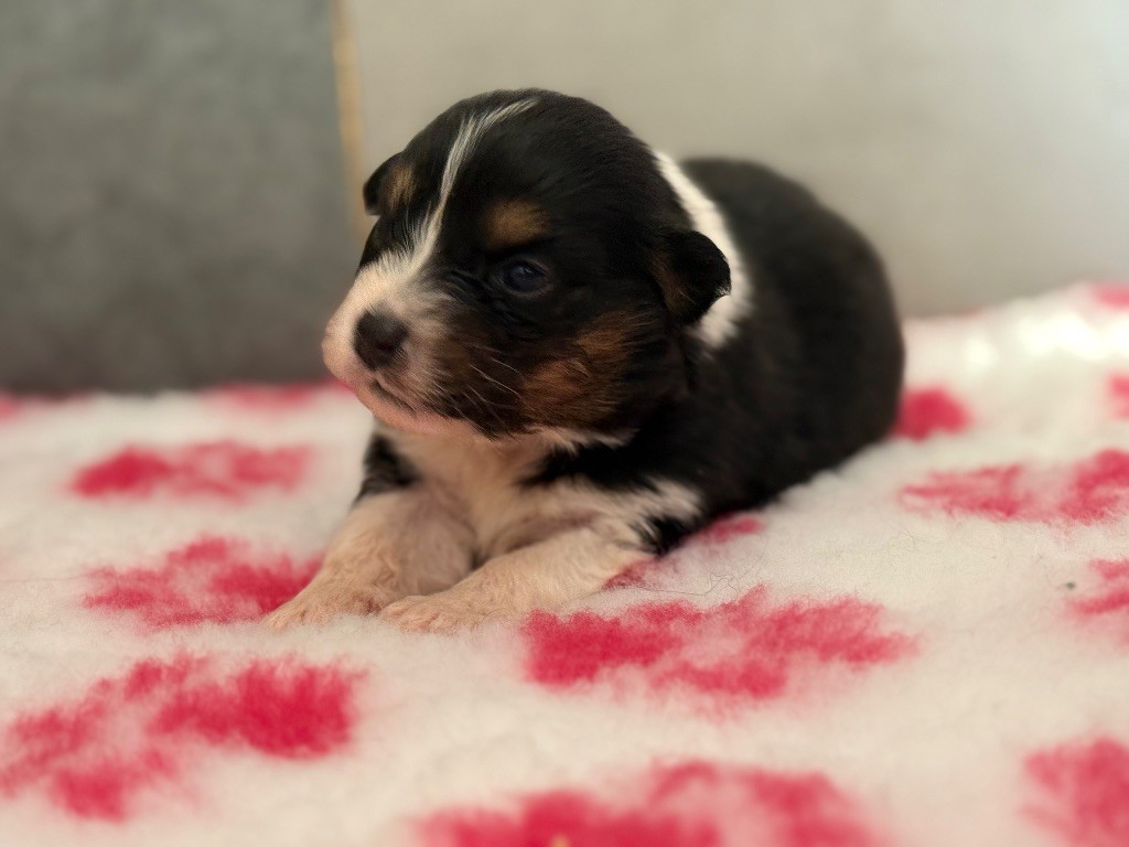 du Château de l'Amour - Chiots disponibles - Berger Australien