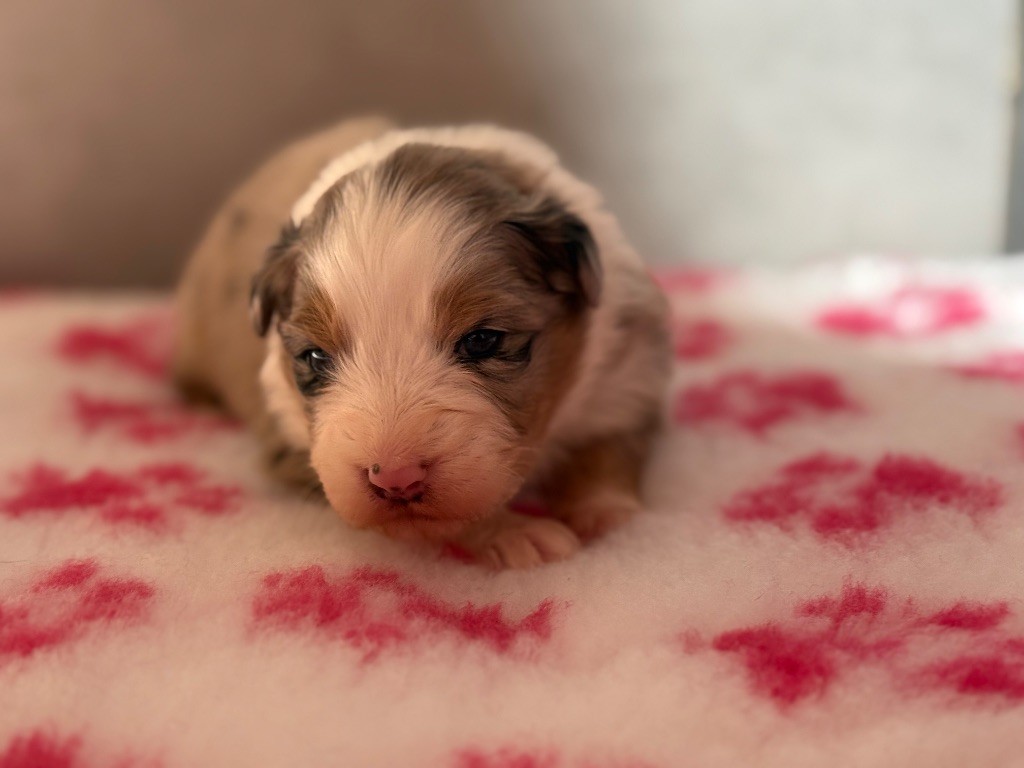 du Château de l'Amour - Chiots disponibles - Berger Australien