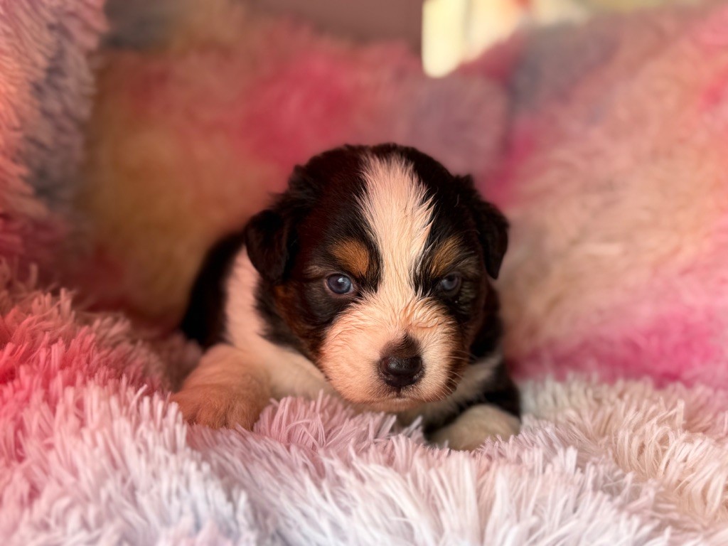 du Château de l'Amour - Chiots disponibles - Berger Australien